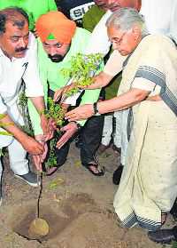 Plant a sapling, nurture it, says Sheila Dikshit