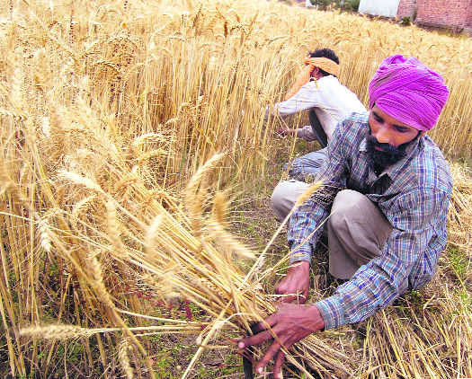 GM crops: Maha farmers to hold satyagraha today