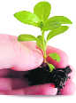 To keep city green, UT to plant 2.52L saplings this yr