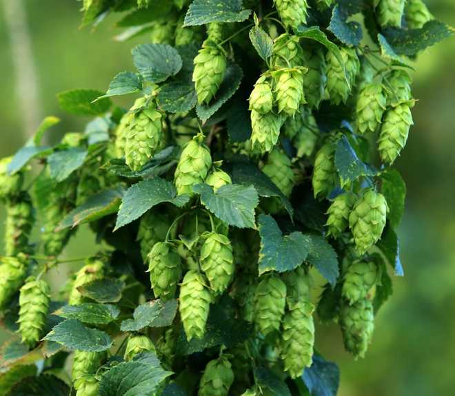 Hops cultivation becomes extinct