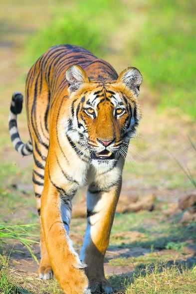 Tigers ‘killing, eating’ elephants in Corbett