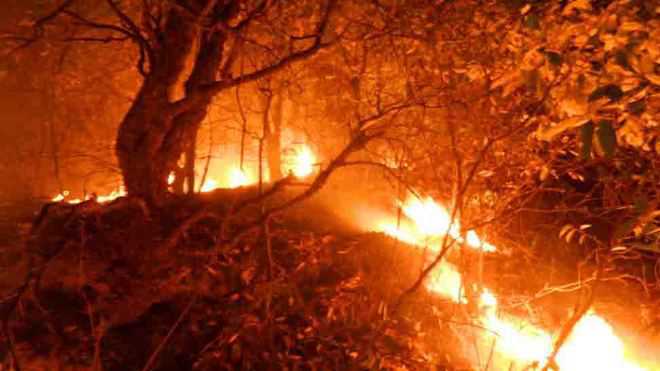 Seventy acres of forest gutted