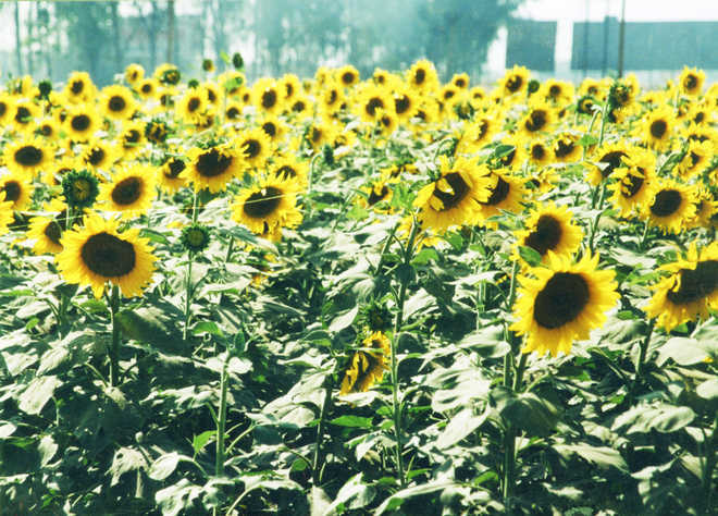 Haryana hikes procurement quota of sunflower to 9,500 MT