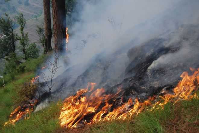 Forest fires continue to rage in Palampur