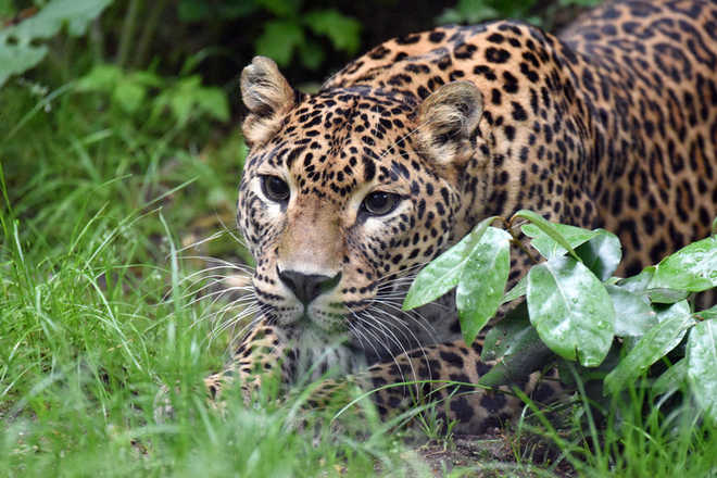 14-year-old Thane boy fights a leopard to save 7-year-old cousin