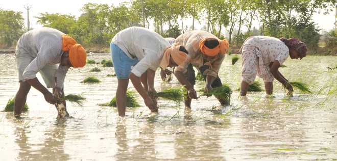 Farmers face labour shortage