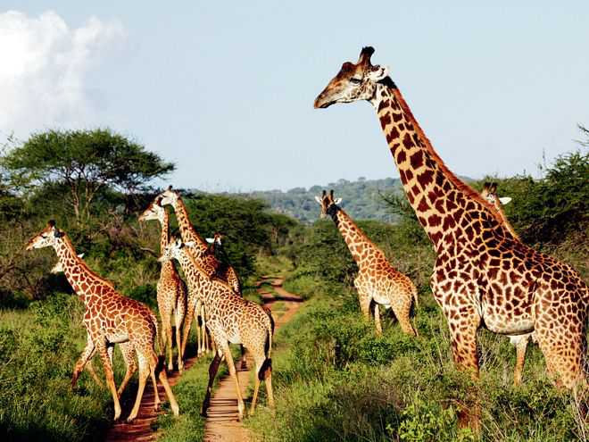 Giraffe-less Delhi zoo aims to acquire animal from Thailand