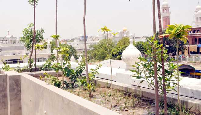 ‘Rooftop garden’ to enhance greenery at Golden Temple