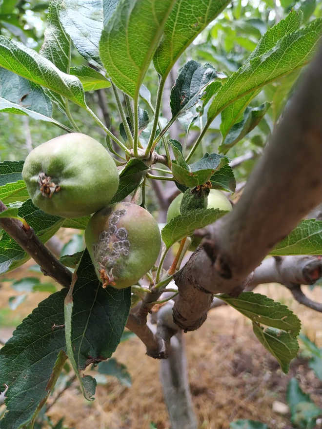 Fungal disease affects apple in Shimla, Mandi