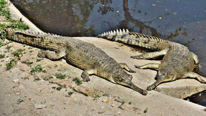 ‘Pollution’ in Harike wetland kills gharial
