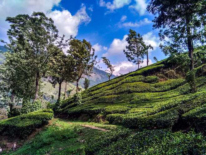 Old traditions die hard in Munnar