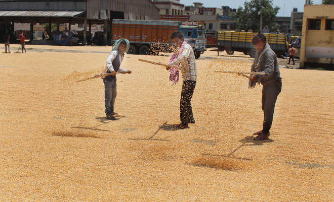 Farmers get good price for their maize crop