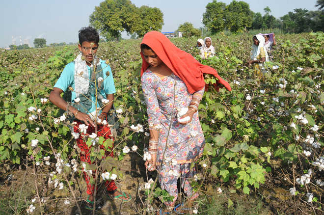 Dist sees hike in per hectare yield of cotton crop