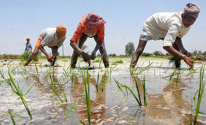 Farmers in Doaba unsure of sowing water-guzzling paddy