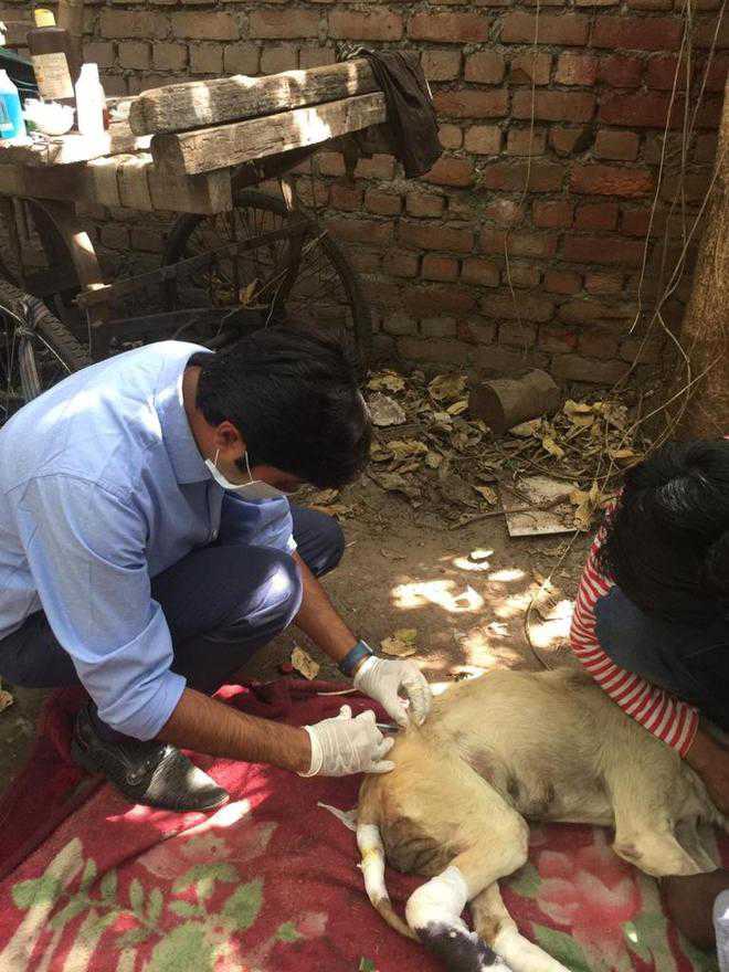 Hope for stray animals as residents form rescue body