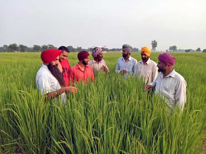 Punjab to register, tag Basmati growers in the state