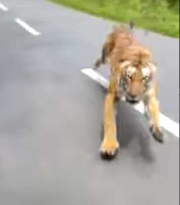 Video of tiger chasing bike in Kerala frightens social media users