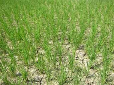 Prolonged dry spell leaves Kangra farmers worried - The Tribune