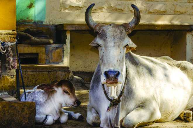 Cows at Raj Bhavan; Jharkhand CM residence faces fodder crisis