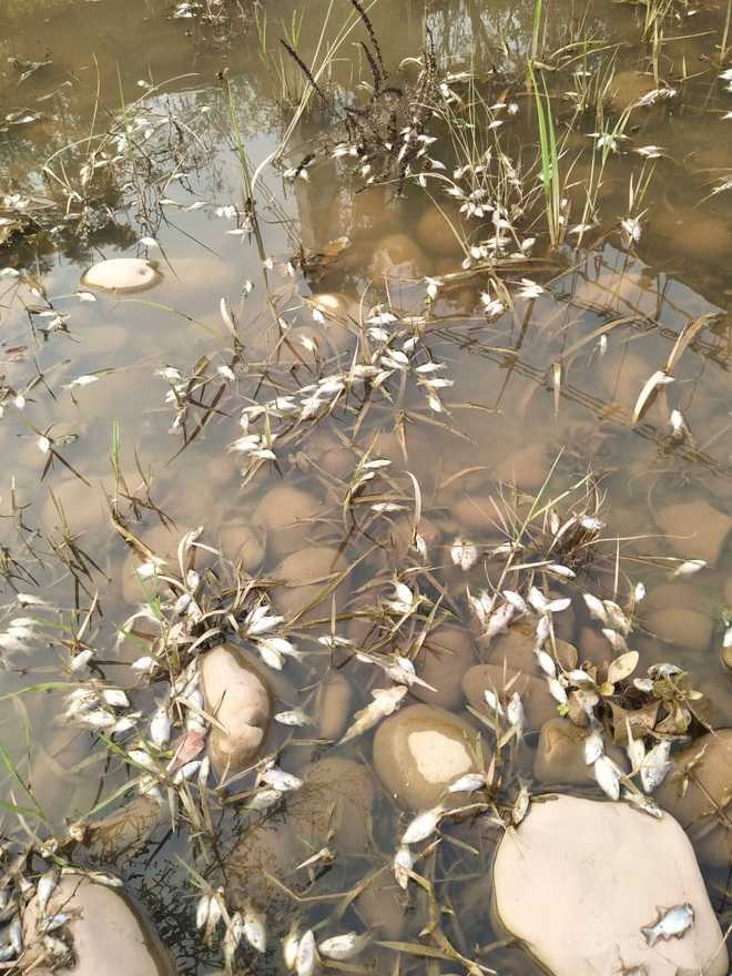 Thousands of fish found dead in Nalagarh river
