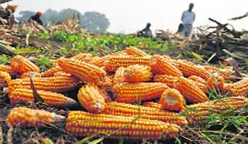 Govt to promote maize over paddy