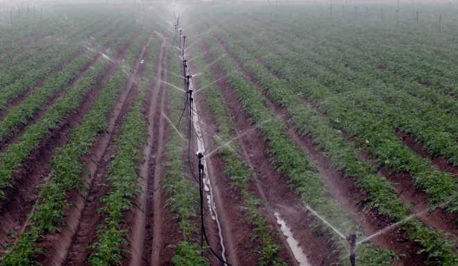 Maize growers opt for drip irrigation