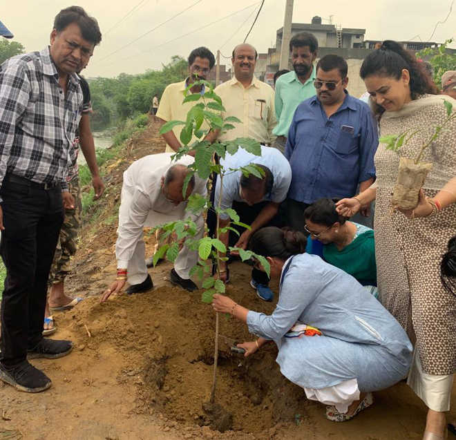 260 saplings planted along Buddha Nullah