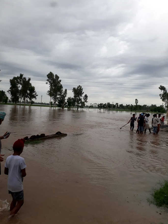 Fields in Moga flooded as Sutlej swells