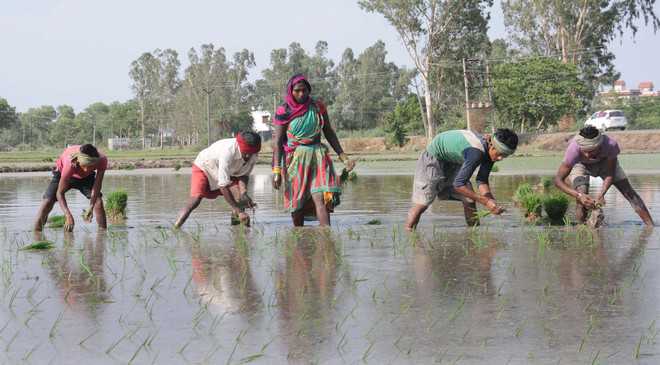 Paddy growers relieved, demand for power down
