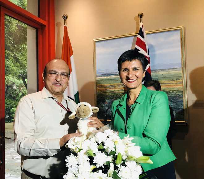 Australian breeder sheep to arrive in India soon