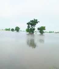 Agricultural fields submerged; farmers rue damage to crops