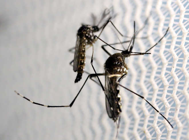 ‘New technique wipes out mosquitoes on two Chinese islands’