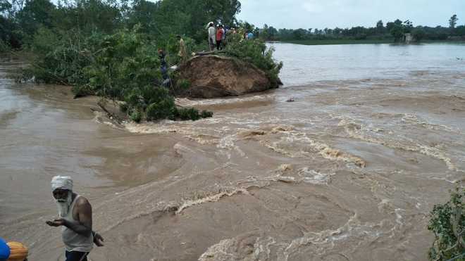 Breach in Ghaggar floods 3,000 acres of paddy fields : The Tribune India