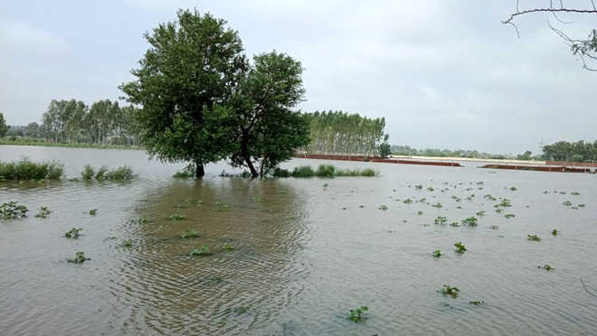 Rain water enters Muktsar villages, locals blame admn