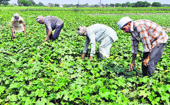 Farmers not able to register on portal