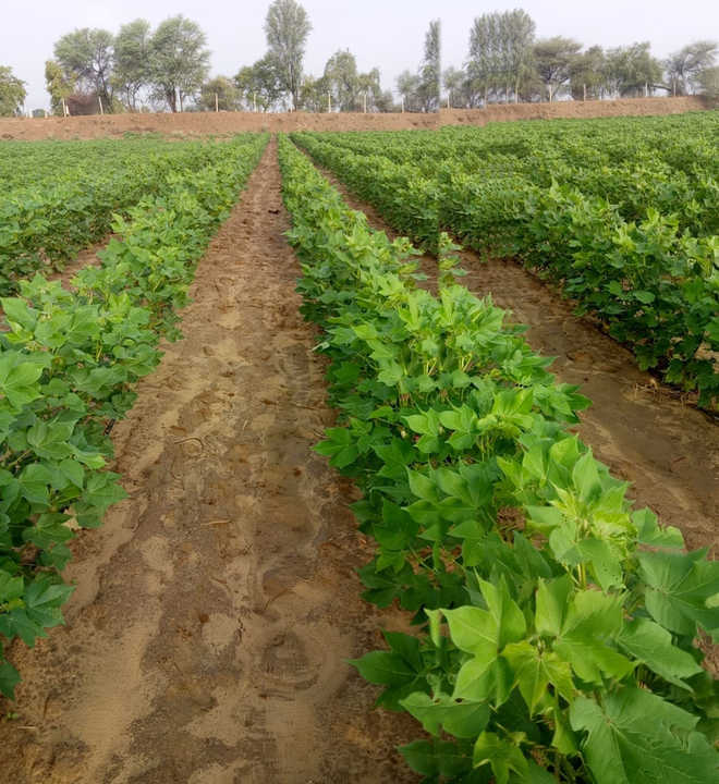 Agro-experts inspect cotton crop sown with drip irrigation