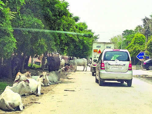 Stray cattle impediment in Faridabad’s smart city goal