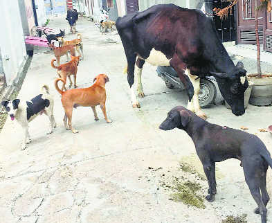 Stray cattle continue to create nuisance in Ahmedgarh