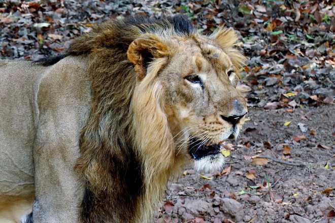 Chhatbir zoo loses its Yuvraj