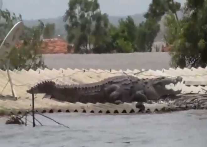 Crocodile lands on rooftop in flood-hit Karnataka
