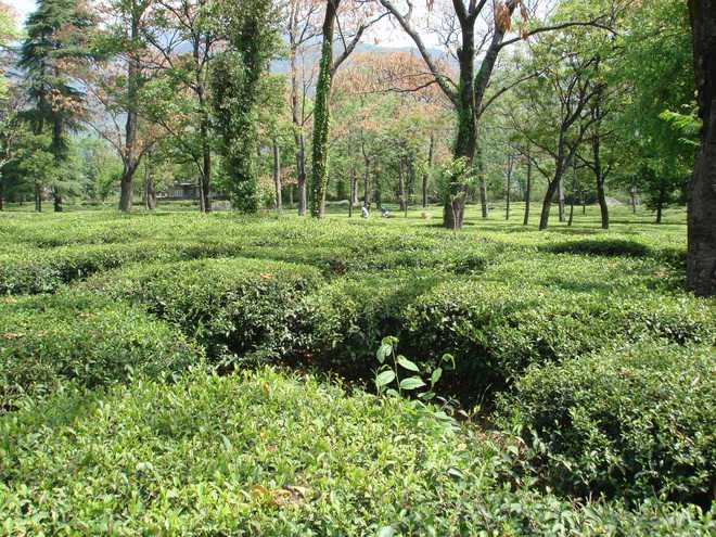 Ban sale of tea gardens