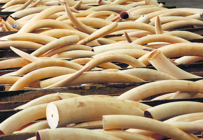 Singapore to ban domestic ivory trade from 2021