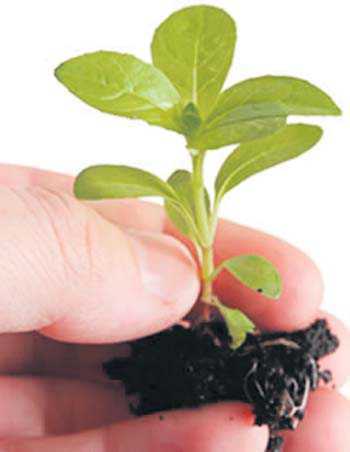 Y’nagar MC plants 2,000 saplings