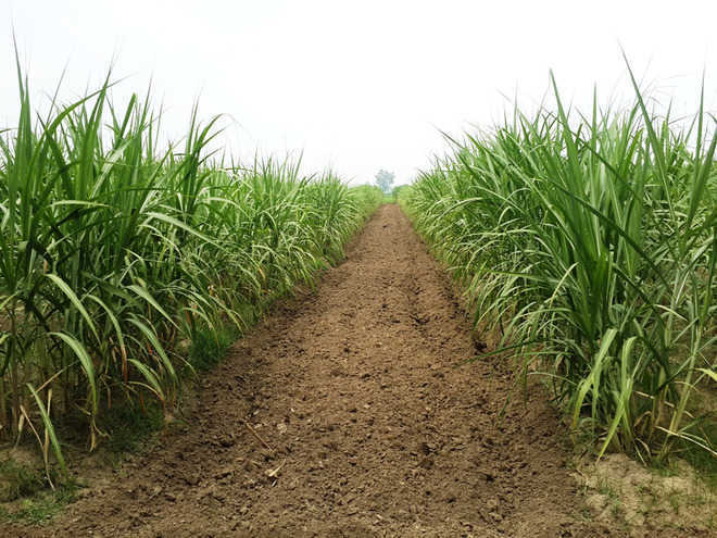 Flooding in Maharashtra’s cane belt likely to hit sugar output