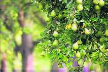 Pear ripens in Valley, but growers are not amused