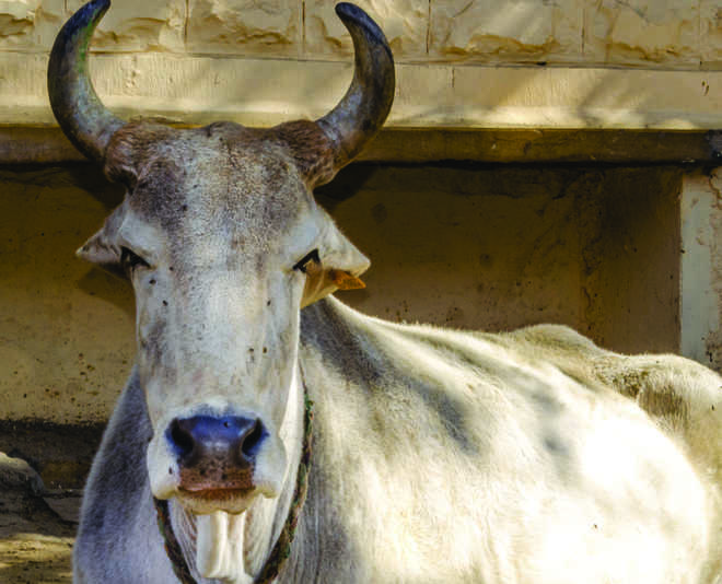‘Gau rakshaks’ turn cow racketeers in Haryana