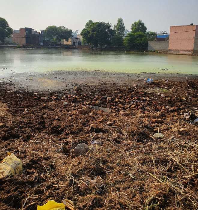 Pond in Narwana emits foul smell