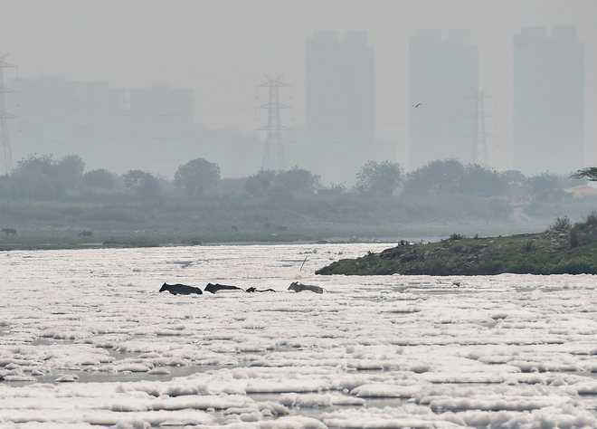Give specific timelines for cleaning of Yamuna: NGT