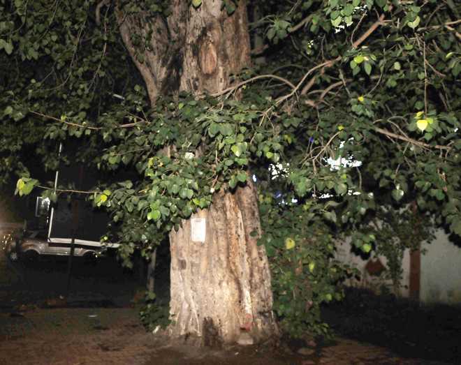 NGO’s efforts bear fruit, axing of 100-year-old tree stalled