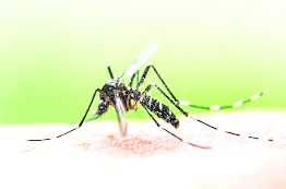 Malaria cases on decline in Faridabad this year